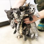 保護猫cars002