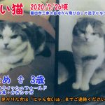 迷い猫まめ