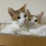 ユメカナ20201107003