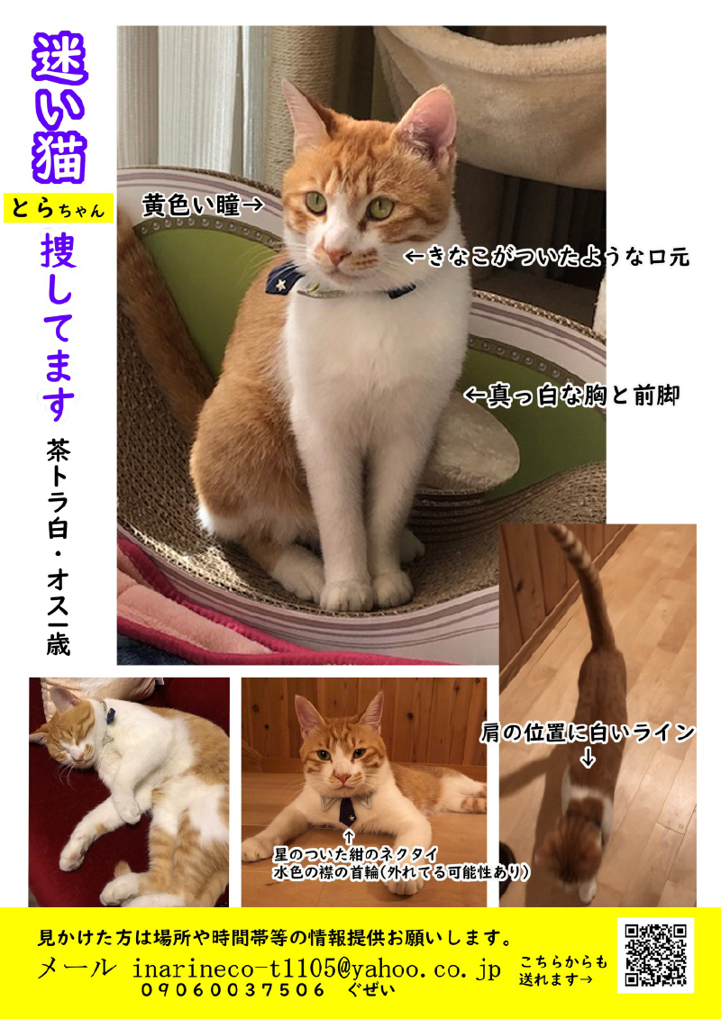 さがし猫20210101001