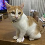 ロコン正式譲渡001