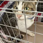 迷い猫20210606004