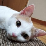 たいが正式譲渡202106005