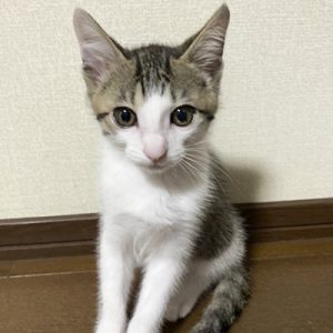 ノッチ正式譲渡002先住さん