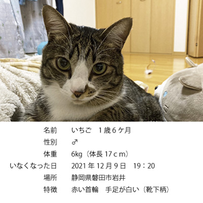 探し猫いちご202111213002