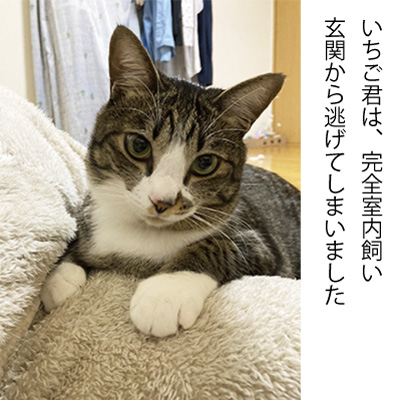 探し猫いちご202111213003