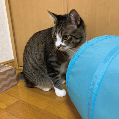 探し猫いちご202111213006