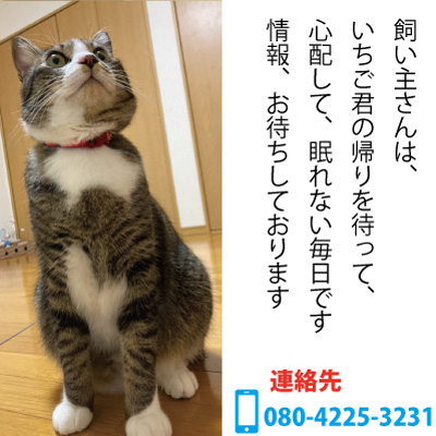 探し猫いちご202111213005