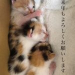 来年もよろしくお願いします_三毛子猫
