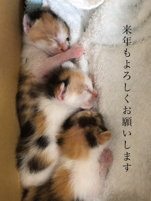 来年もよろしくお願いします_三毛子猫