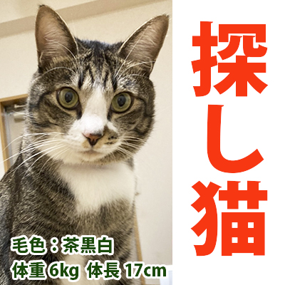 探し猫いちご202111213001