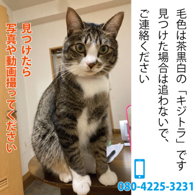 探し猫いちご202111213004