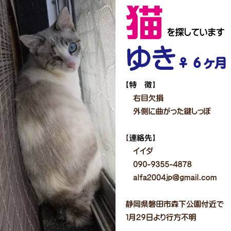 探し猫20220135