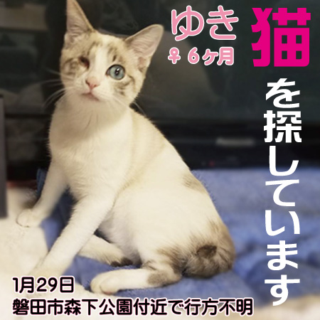 探し猫20220133