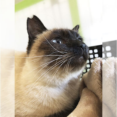 カレン20220123008