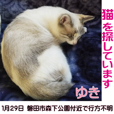 探し猫20220134