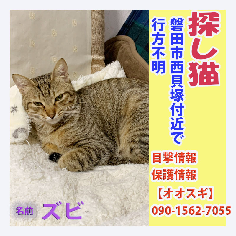 探し猫ズビ2022041003