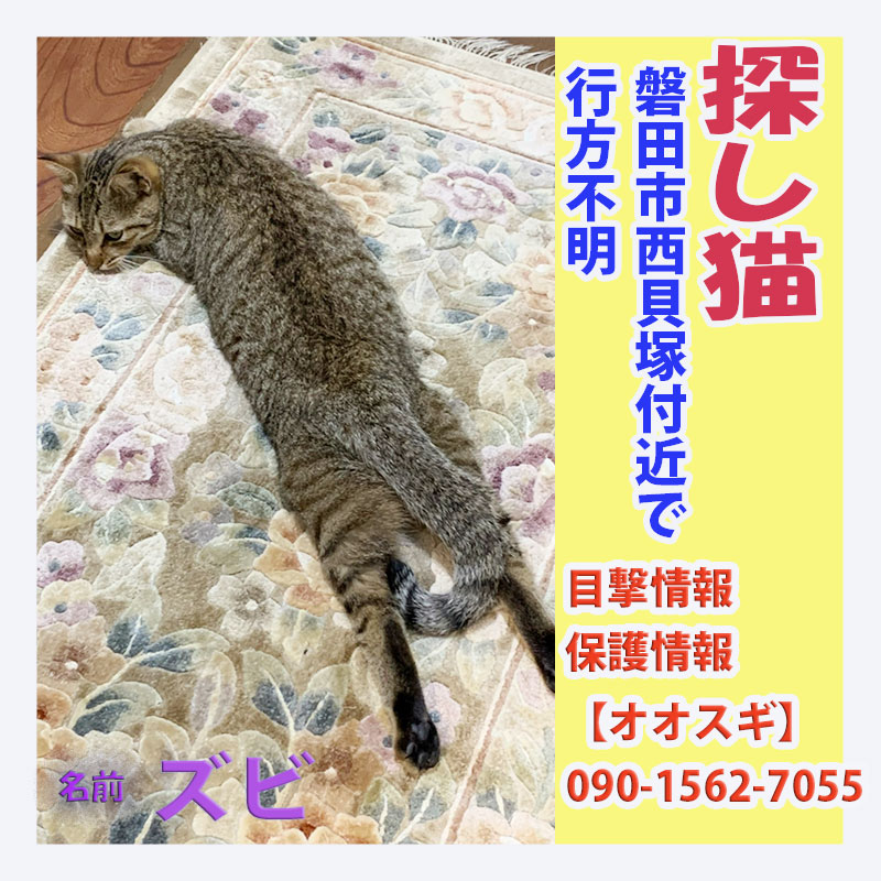 探し猫ズビ2022041002