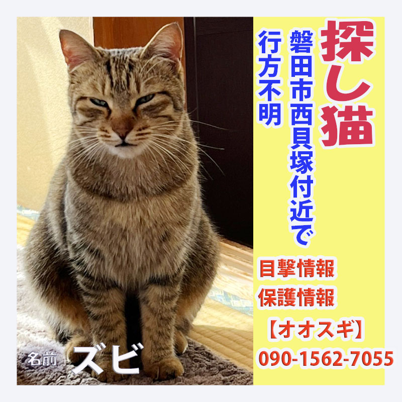 探し猫ズビ2022041001