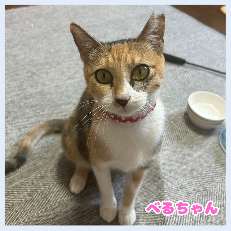 20231021母猫べるちゃん