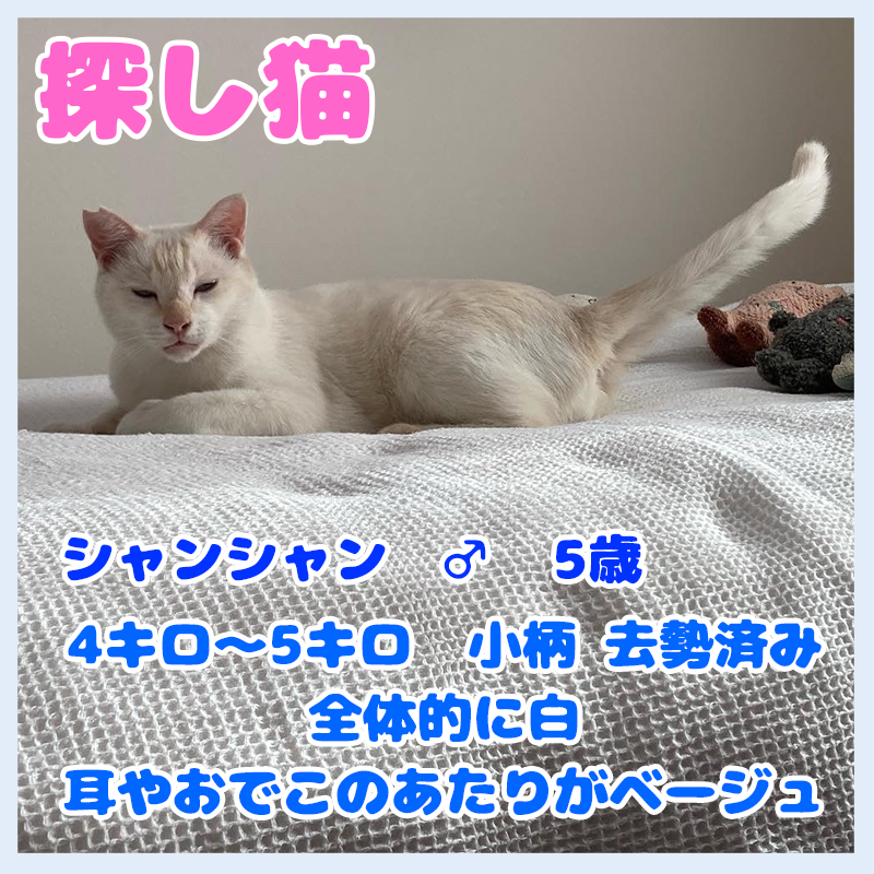 インスタ2024002探し猫シャンシャン2