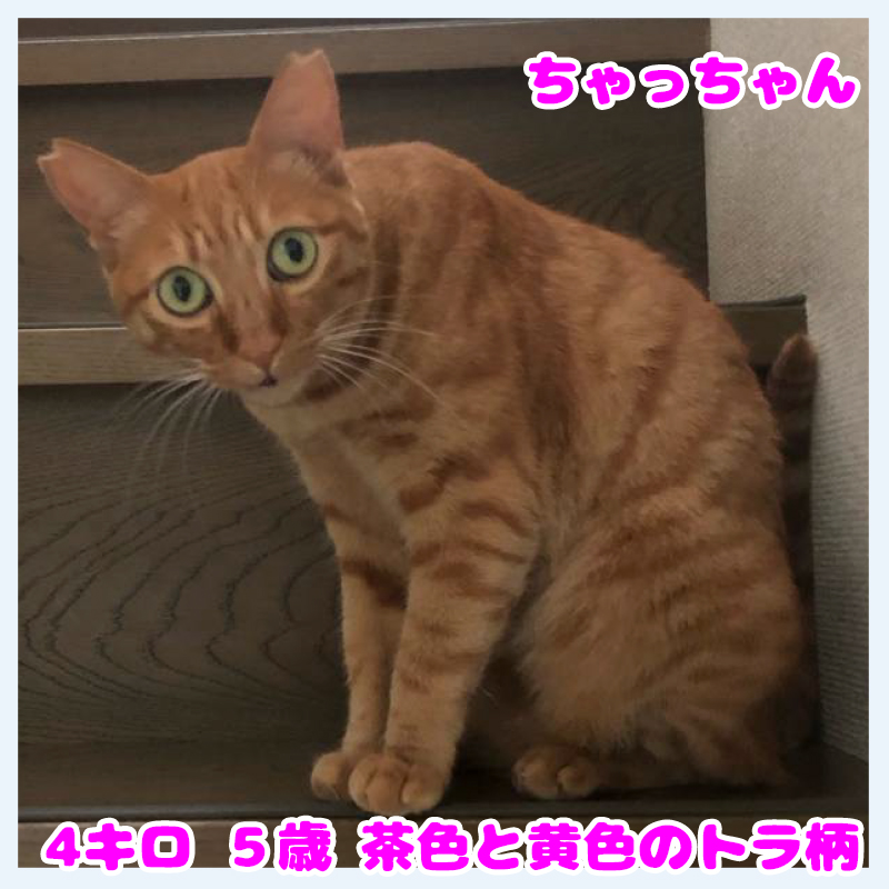 インスタ20240515探し猫002