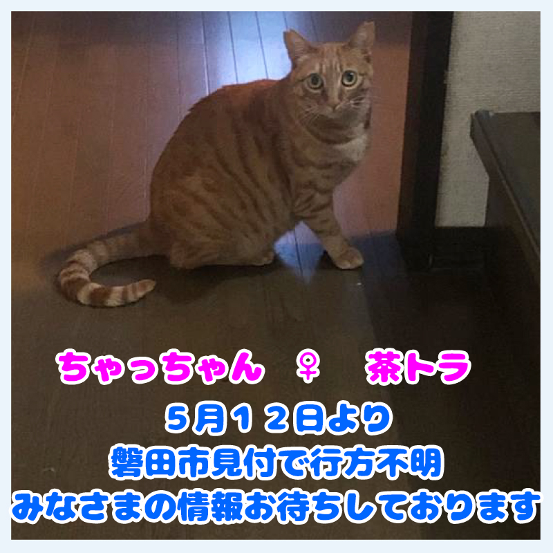 インスタ20240515探し猫003