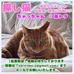 インスタ20240515探し猫001