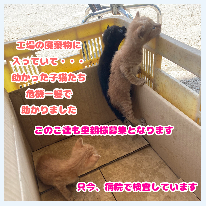 20240727廃棄物に入っていた子猫