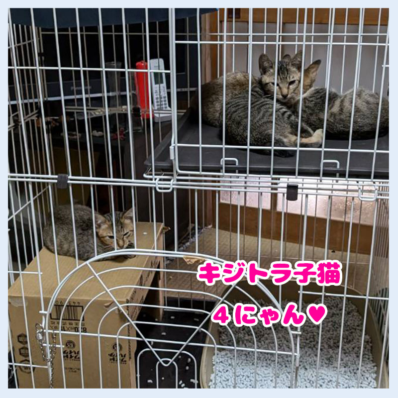 20240825Hキジトラ子猫4匹