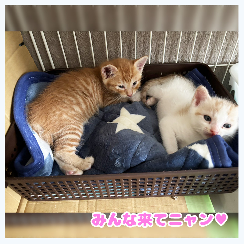 I木下家子猫テツヤとタイガみんな来てにゃん002