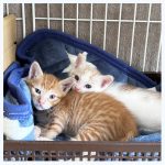 I木下家子猫テツヤとタイガ001