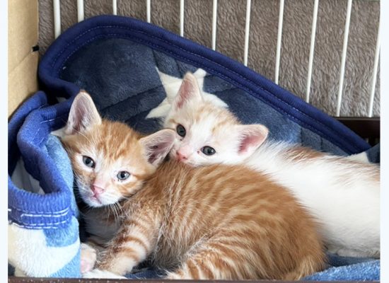 I木下家子猫テツヤとタイガ001