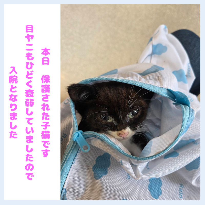 20250607保護された子猫