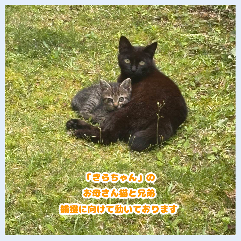 20250619きらちゃんお母さんと兄弟