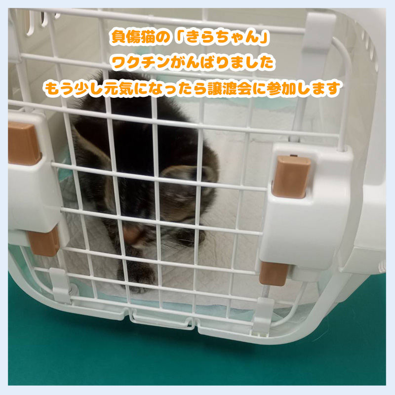 20250619きらちゃん_負傷猫カラス