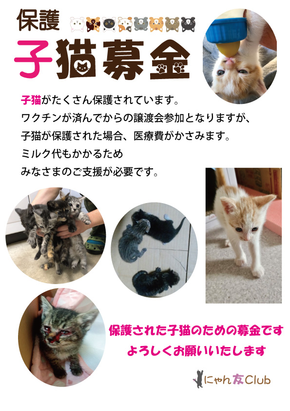 子猫募金2025