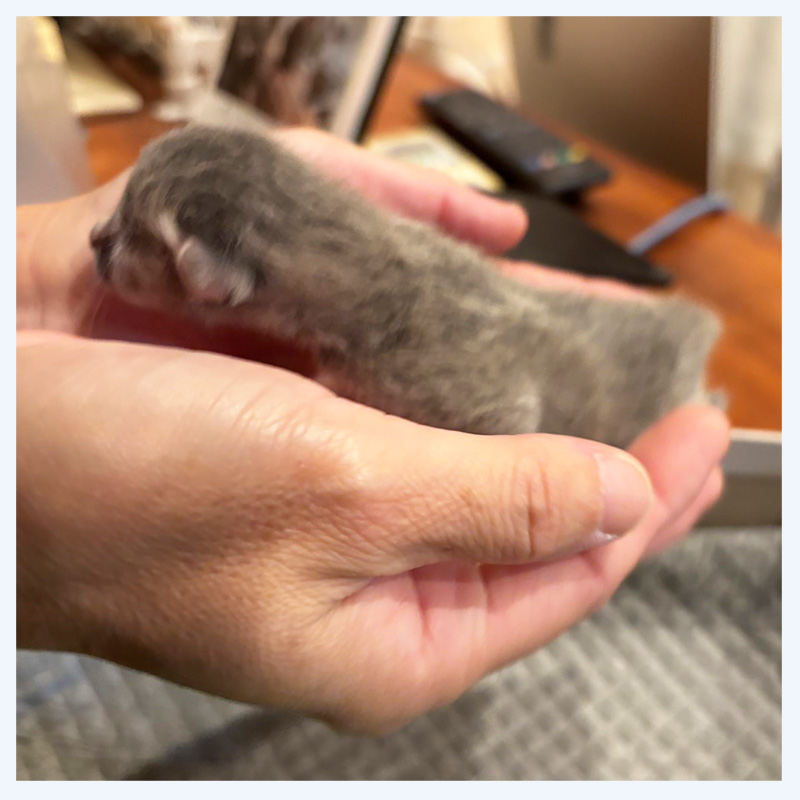 仔猫20250823001