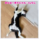 りこちゃん譲渡会来てにゃん20250823