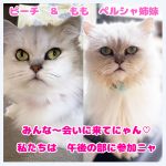 ピーチもも姉妹きてね