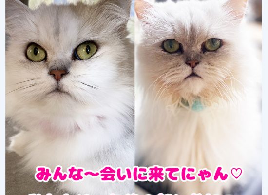 ピーチもも姉妹きてね