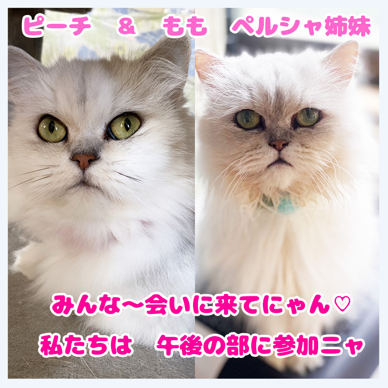 ピーチもも姉妹きてね
