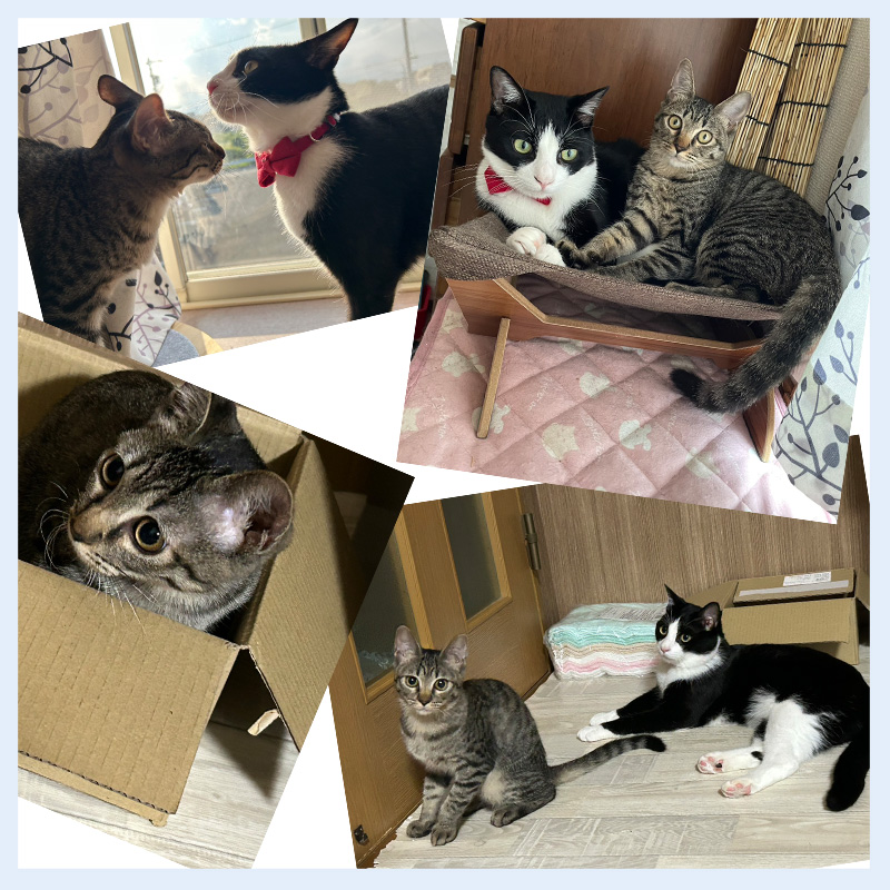 ココちゃん正式譲渡