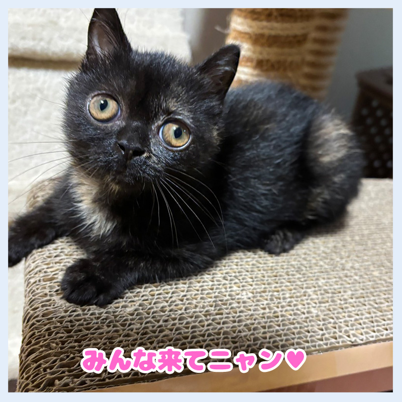 みんなきてねしのぶ20251025