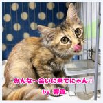みんな会いにきてね響香