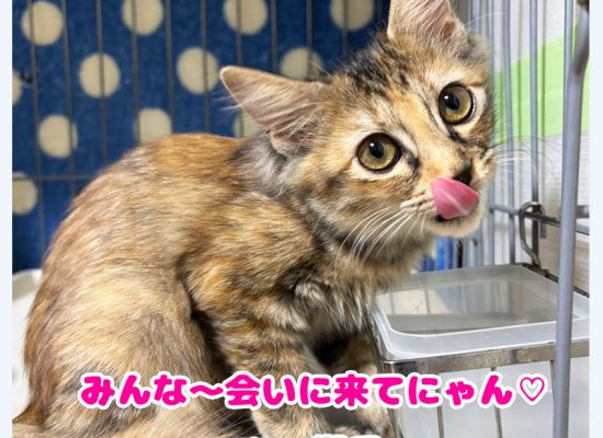 みんな会いにきてね響香