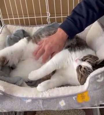 かりんちゃん正式譲渡UP用