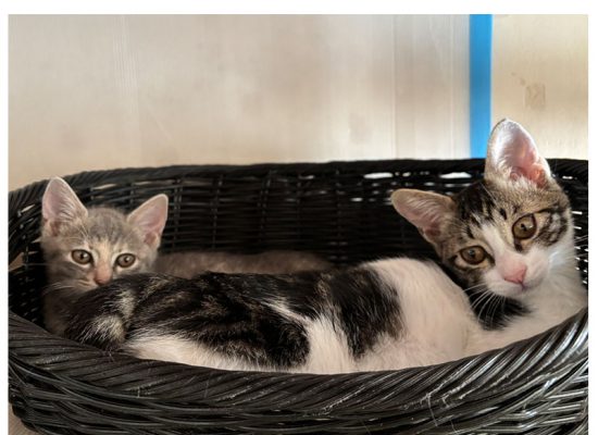 モニョケイト20251107001