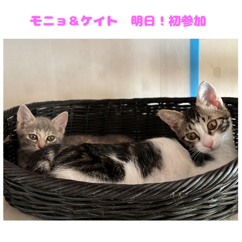 モニョケイト20251107001