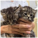 キジトラ2匹2025年9月生まれ